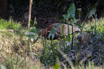 Red Hocó; Tiger Heron