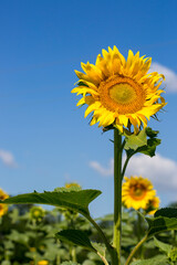 Blooming Sunflower Over Blue Sky Background