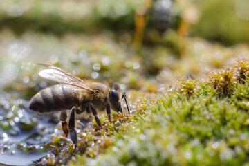Wild honey bee in its natural habitat. A closeup of a bee collecting flower nectar. Production of honey in the apiary.