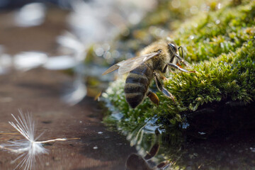 The honey bee drinks water. A closeup of a bee collecting nectar. Production of honey in the apiary.