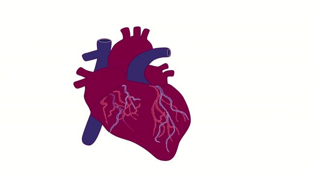 Seamless loop animation of human heart, anatomy organ. Luma matte, expanding, pulsing heart. Red, purple.