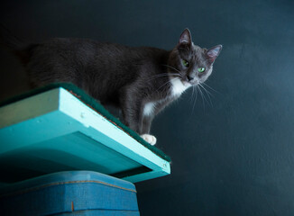 Gata gris posando en alto atenta contrapicado gatificación en casa mirando atentamente gatita curiosa
