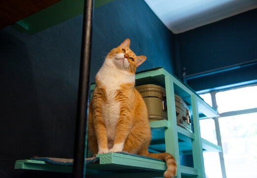 Gato amarillo posando en alto atento contrapicado gatificaci&oacute;n en casa curioso mirando atentamente gatito expresi&oacute;n