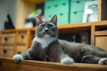Gata gris mimada acostada posando en escritorio con ojos verdes mirando fijamente expresiones...
