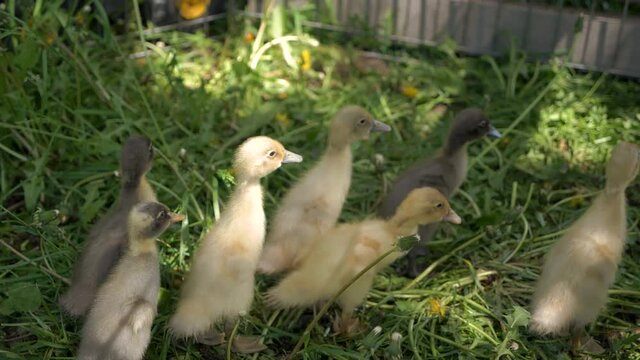 Baby ducks walking in the grass, many different colours, close up shot in with slow movement.