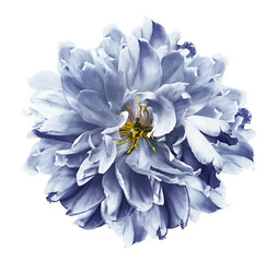 Blue  peony  flower  on white isolated background with clipping path. Closeup. For design. Nature.