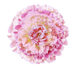 Pink  peony  flower  on white isolated background with clipping path. Closeup. For design. Nature.