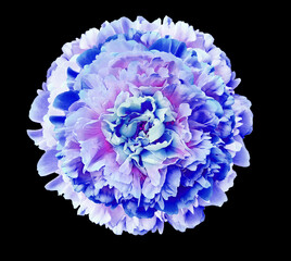Blue-pink peony  flower  on black isolated background with clipping path. Closeup. For design....