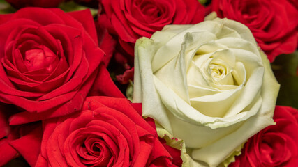 ein Strauß mit roten Rosen, in der Mitte eine weiße Rose