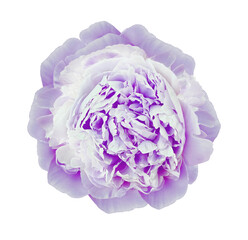 Purple  peony  flower  on white isolated background with clipping path. Closeup. For design. Nature.