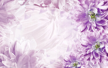 flowers purple tulips on light purple background. Close-up. Greeting card. Nature.