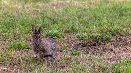 ein Kaninchen auf einer grünen Wiese