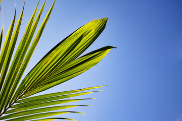 palm leaves against blue sky