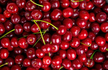 Garden harvest of red cherry fruit berries.