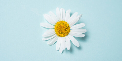 Beautiful white chamomile or daisy flower on blue background. Top view and copy space