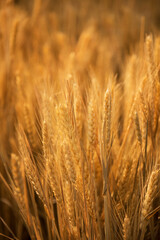 close up of ears of golden wheat in wheat field in autumn season
