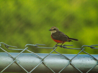 atrapamoscas pechirrojo (Pyrocephalus rubinus) hembra en reja