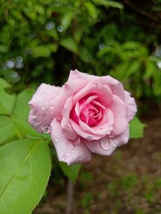 A rose flower in the garden