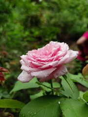 pink rose in the garden