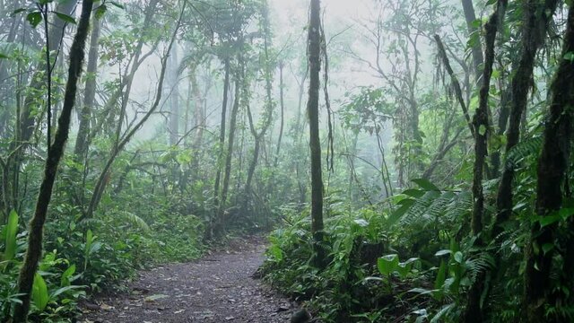 Panning up from path on tropical jungle floor to foggy cloud forest canopy