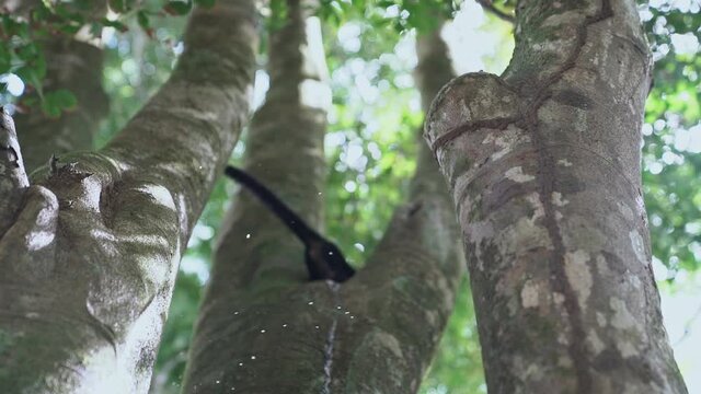 Small monkey in tree climbs quickly while throwing urine down, slow motion