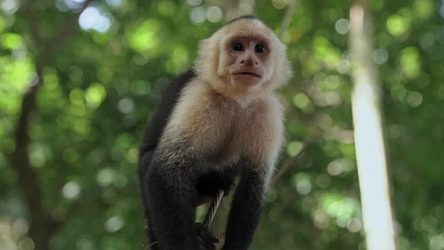 Slow motion white-faced capuchin monkey jumping to tree looking at camera