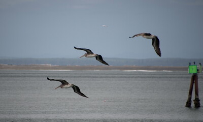 Trio of pelicans flying  over North Bay in Westhaven