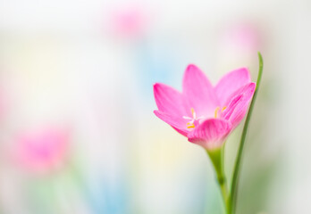 Obraz na płótnie Canvas Pink Lily and soft white background