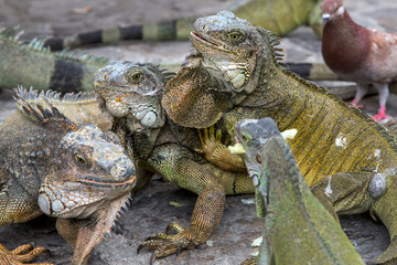 Iguanas in Parque seminario, also known as Parque de las Iguanas (Iguana Park) in Quito, Ecuador.