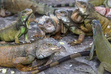 Iguanas in Parque seminario, also known as Parque de las Iguanas (Iguana Park) in Quito, Ecuador.