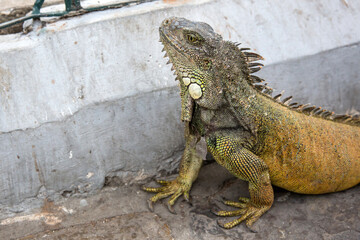 Wild iguana as seen in Parque seminario, also known as Parque de las Iguanas (Iguana Park) in Quito, Ecuador.