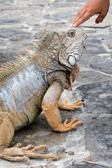 Wild iguana as seen in Parque seminario, also known as Parque de las Iguanas (Iguana Park) in Quito, Ecuador.