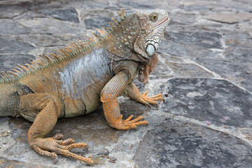Wild iguana as seen in Parque seminario, also known as Parque de las Iguanas (Iguana Park) in Quito, Ecuador.