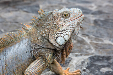 Wild iguana as seen in Parque seminario, also known as Parque de las Iguanas (Iguana Park) in Quito, Ecuador.