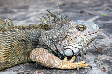 Wild iguana as seen in Parque seminario, also known as Parque de las Iguanas (Iguana Park) in Quito, Ecuador.