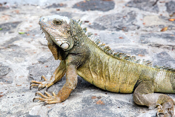 Wild iguana as seen in Parque seminario, also known as Parque de las Iguanas (Iguana Park) in Quito, Ecuador.