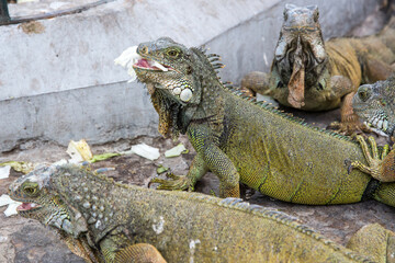 Iguanas in Parque seminario, also known as Parque de las Iguanas (Iguana Park) in Quito, Ecuador.