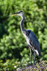 Great Blue Heron With Tongue Out