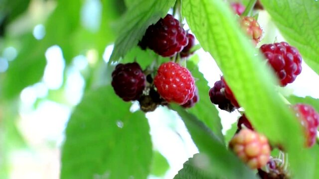 ripe red raspberries ripening on a bush blown by the wind. The berry bush is illuminated by the sun's rays. Close-up. Healthy eating and vegetarianism.