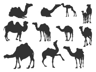 Set vector of the Camel, The shadow of different poses isolated on white background.