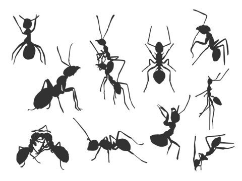 Set vector of the Ant, The shadow of different poses isolated on white background.