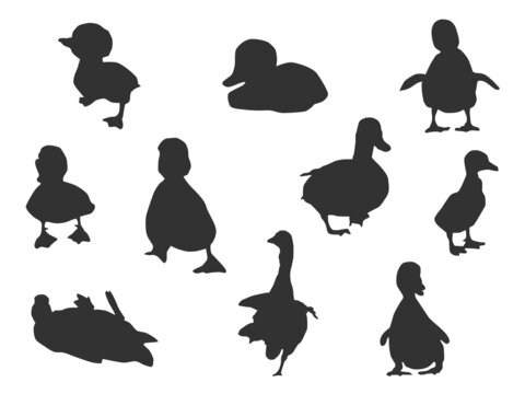 Set vector of the Duck, The shadow of different poses isolated on white background.
