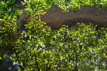 Fototapeta na wymiar summer reflection of bright green beech leaves in water sunny day in the idyllic forest