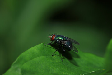 Fly perched on green leaf with text space. Insect. 