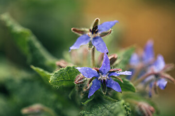 Fresh delicate borage flowers growing in cottage vegetable garden