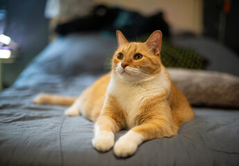 Fototapeta na wymiar Gato anaranjado posando acostado en la cama mirando atentamente hacia arriba ojos verdes patitas 