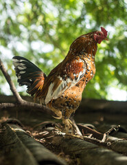 rooster in the farm