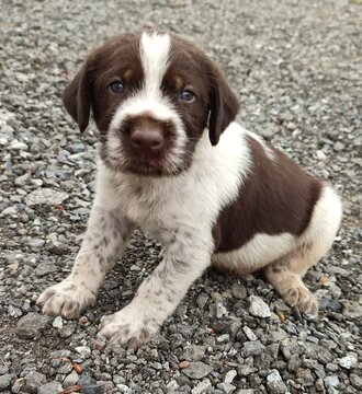 A beautiful puppy of the Drathhaar breed at the age of 1 month. German hunting breed.