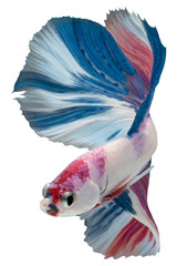 Close up of  colorful Betta fish. Beautiful Siamese fighting fish, Fancy Betta splendens isolated on white background.