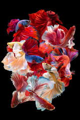 Multi color of nine Siamese fighting fish (Rosetail), Halfmoon Betta, fighting fish, Colorful Betta splendens on black background.